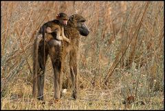 Baboon with child