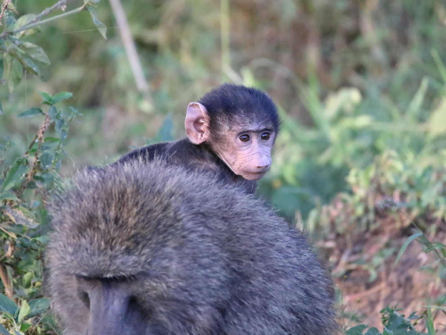 Baboon,Junior