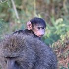 Baboon,Junior