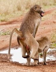 baboons