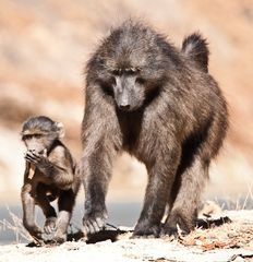 baboons