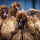 Baboons