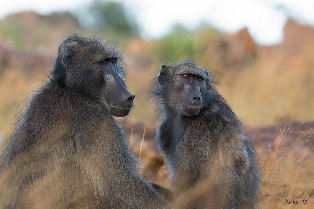 "Baboons"