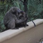 baboons family