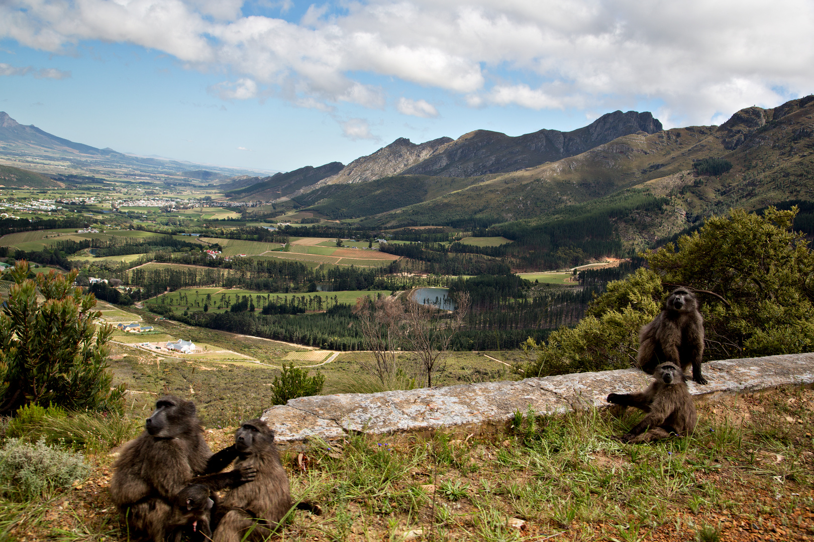 Baboons of Franschhoek