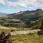 Baboons of Franschhoek