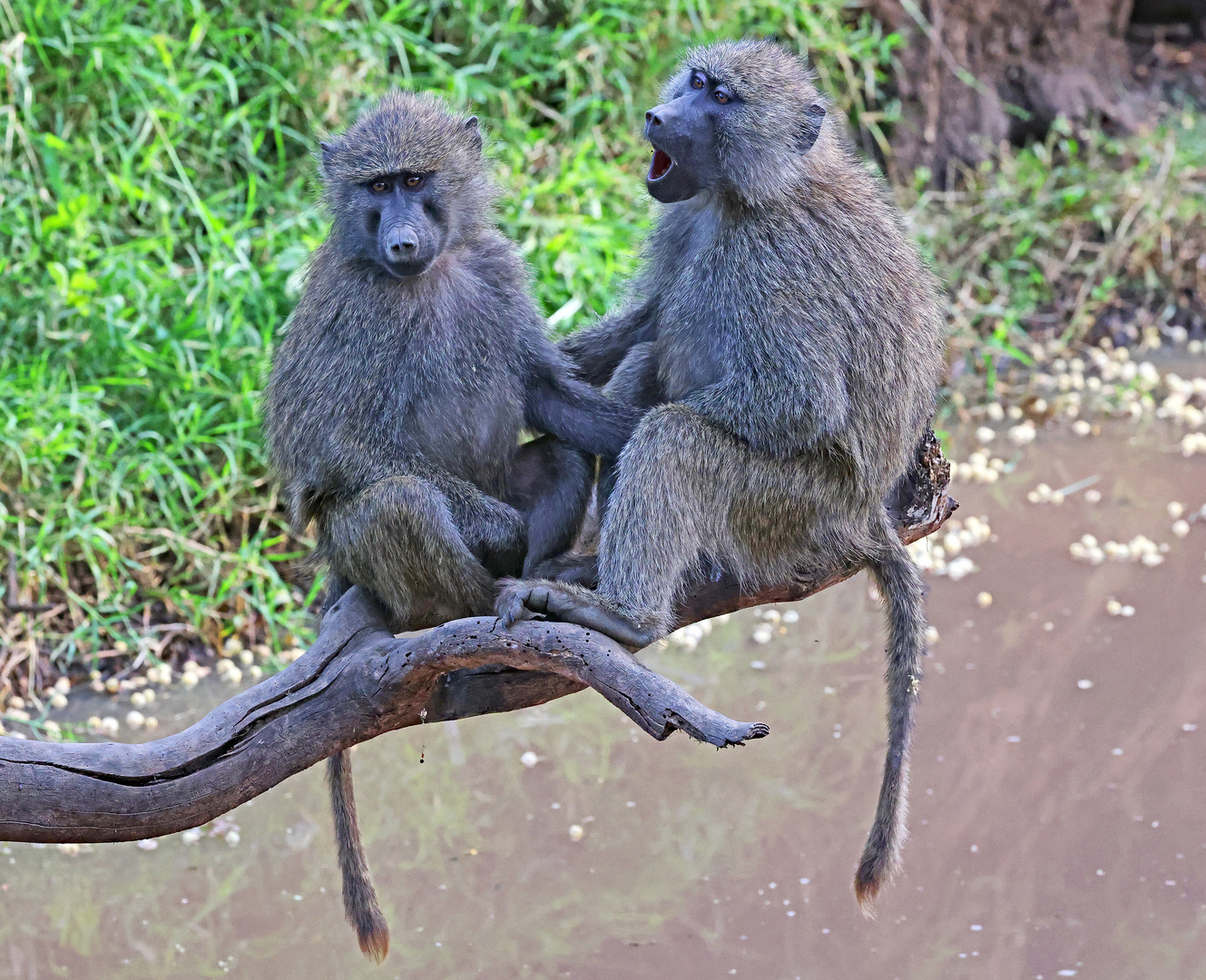 Baboons on the Makali River
