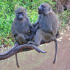 Baboons on the Makali River