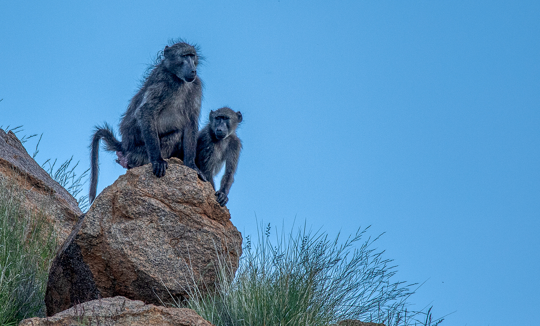 Baboons (Paviane) (1)