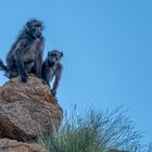 Baboons (Paviane) (1)