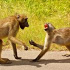 Baboons - Paviane