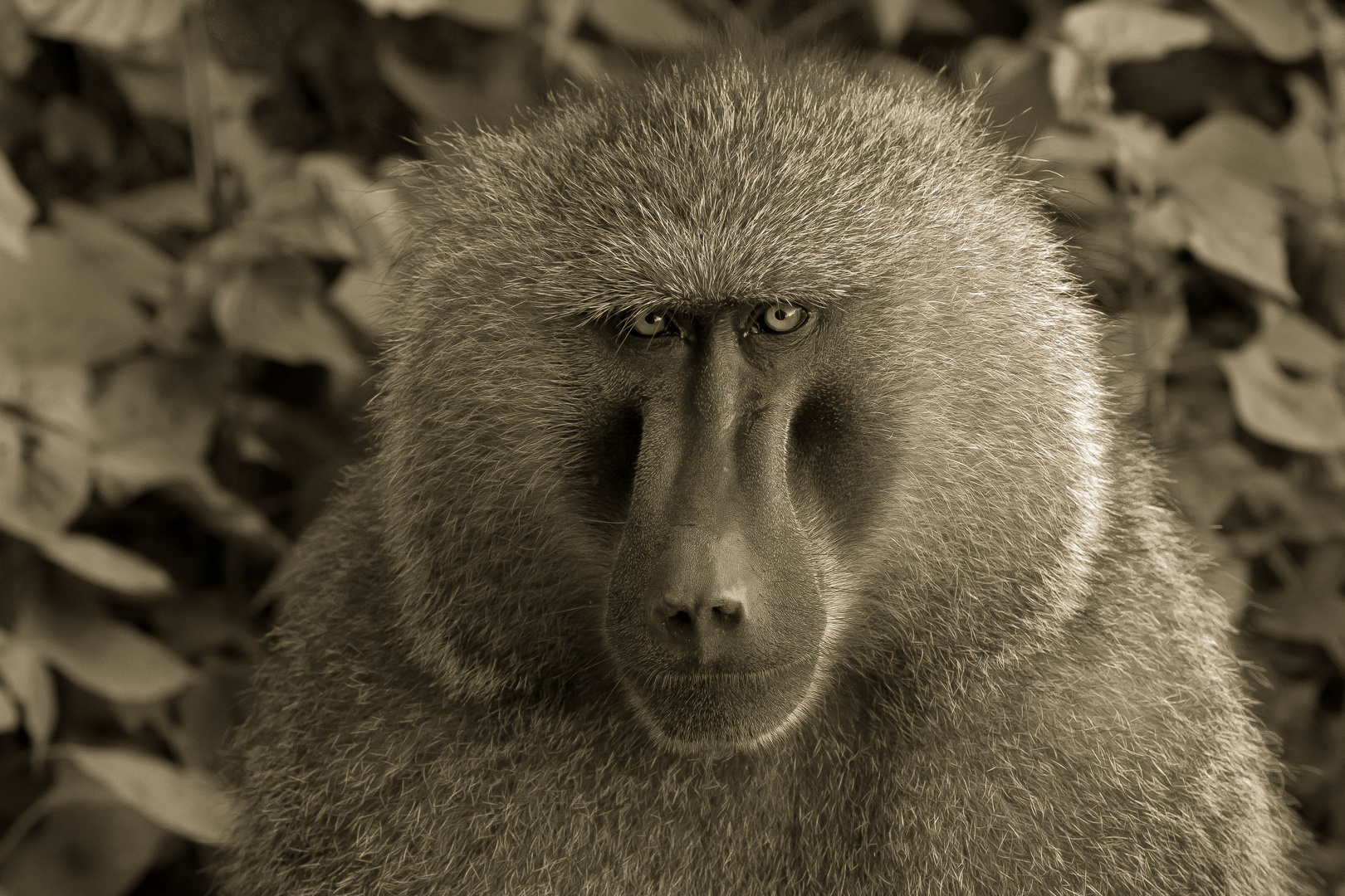 baboon,Tanzania