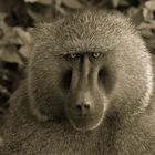 baboon,Tanzania