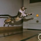 babooshka jumping