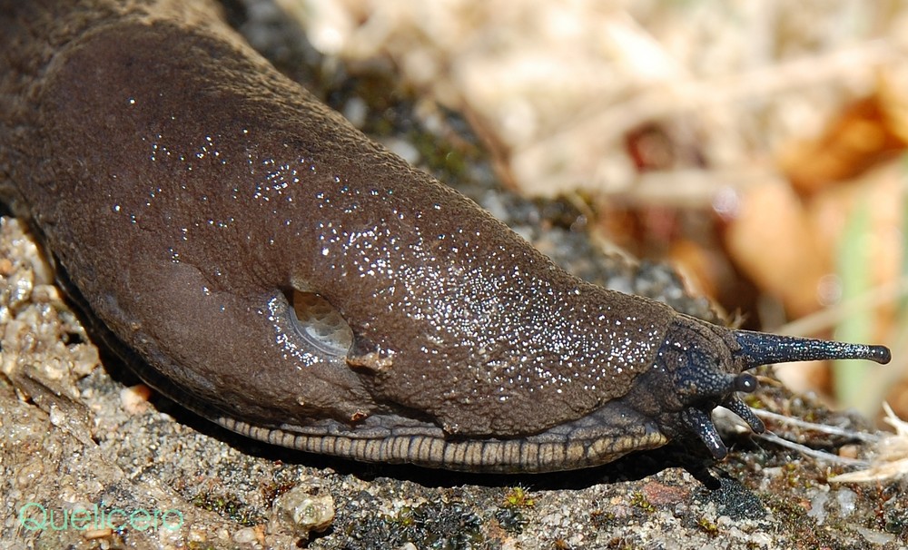 BABOSA NEGRA GIGANTE/Galicia