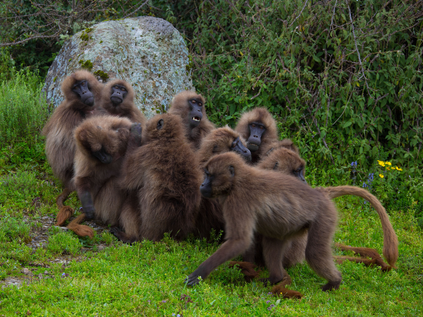 Babouins geladas dans le massif de Simien, nord-est de Gondar, Etat d'Amhara.