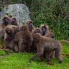 Babouins geladas dans le massif de Simien, nord-est de Gondar, Etat d'Amhara.