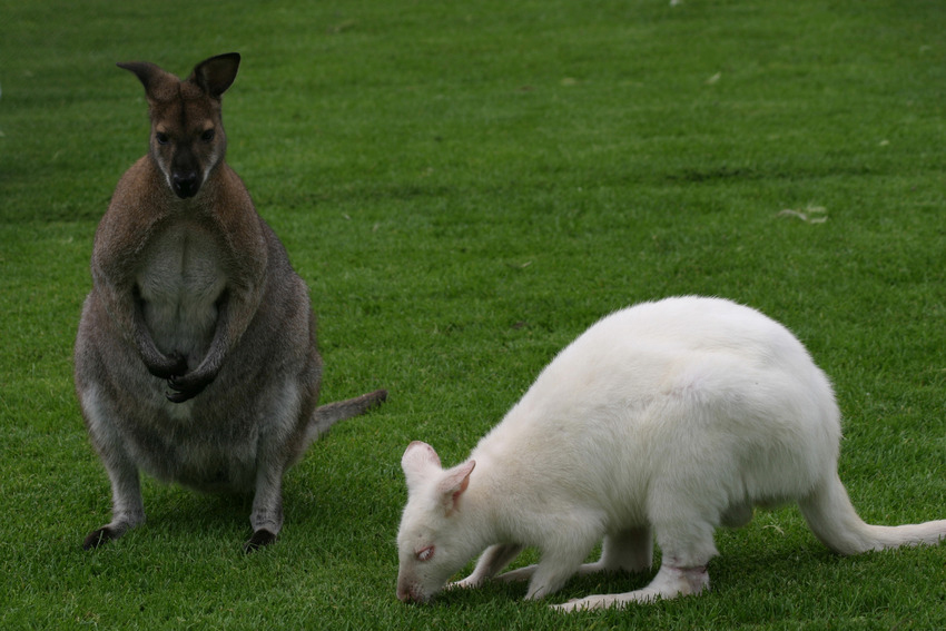 Babs und Boris