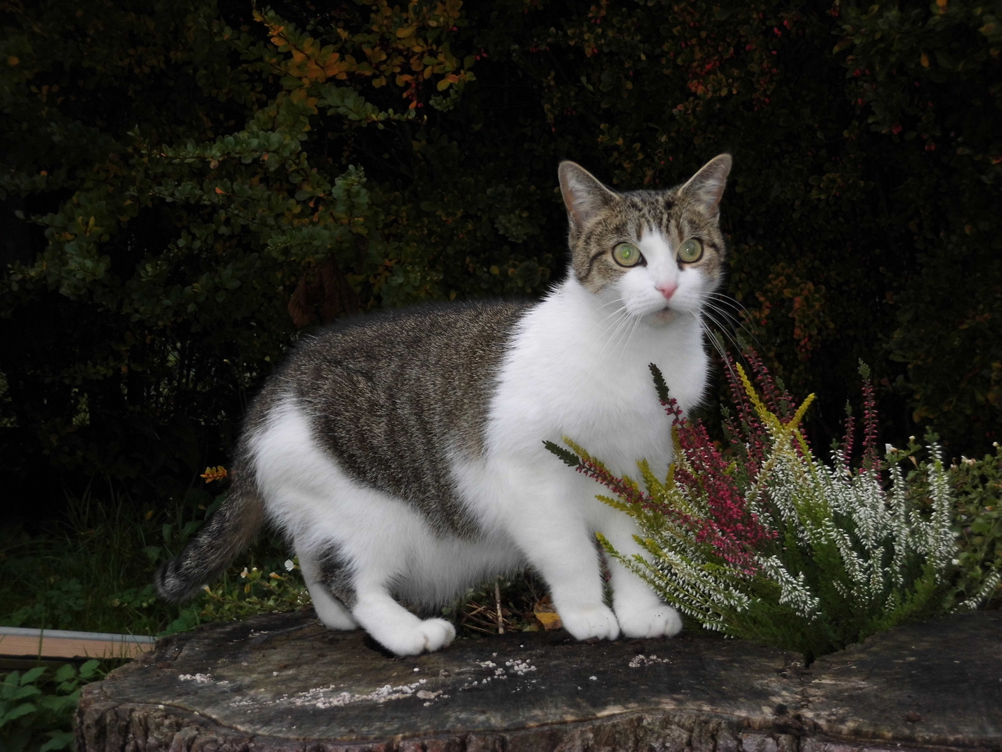 Babsi auf dem Bauernhof in Drosedow, bei Loitz