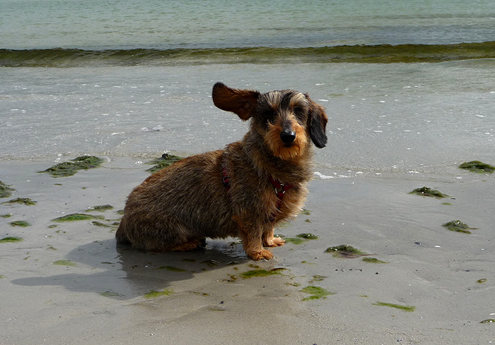 Babsy an der Ostsee