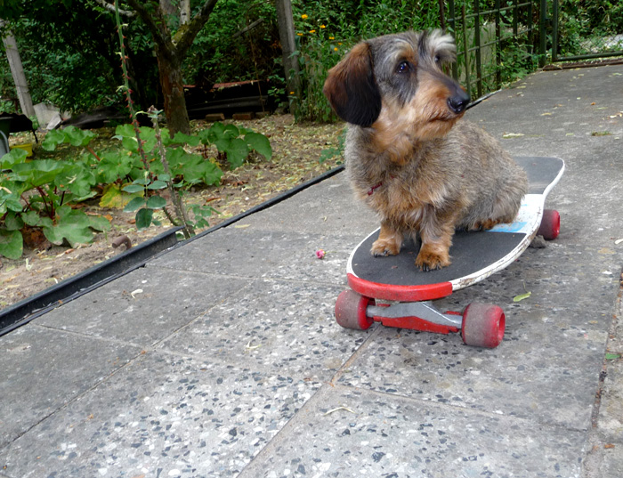 Babsy auf dem Skateboard