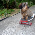 Babsy auf dem Skateboard