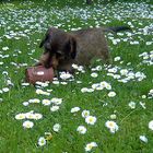 Babsy auf der Gänseblümchenwiese