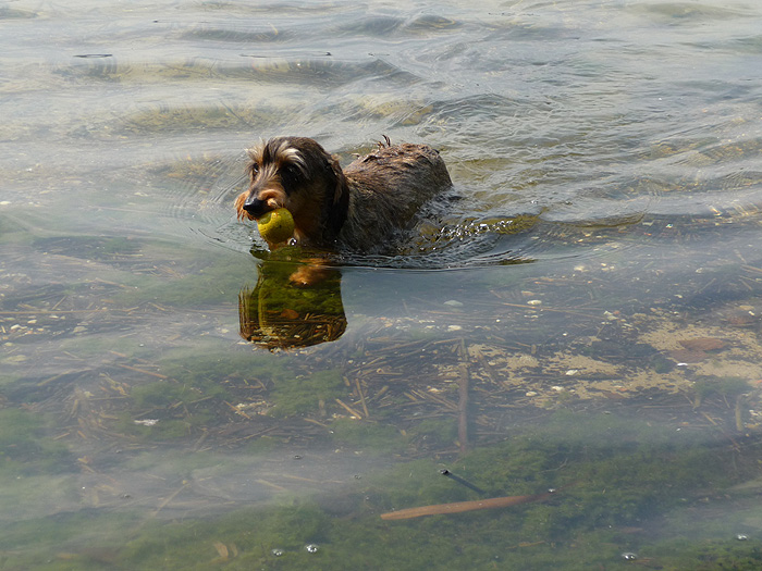 Babsy hat Freude am Baden!!!