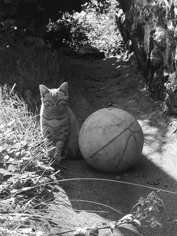 Baby a Cat in France