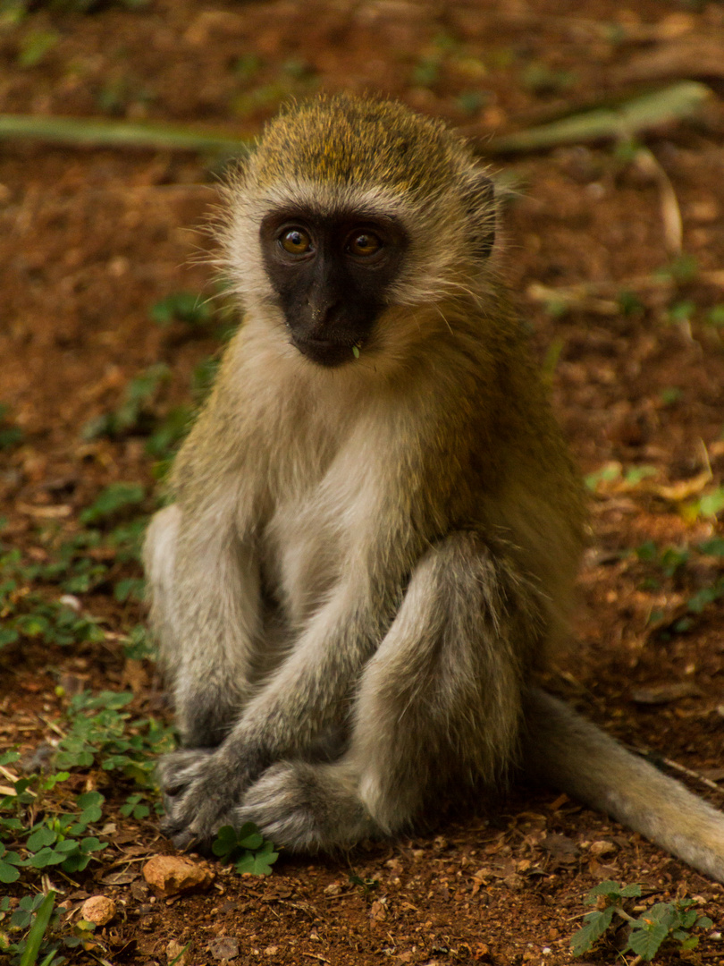 Baby Affe - Grüne Meerkatze