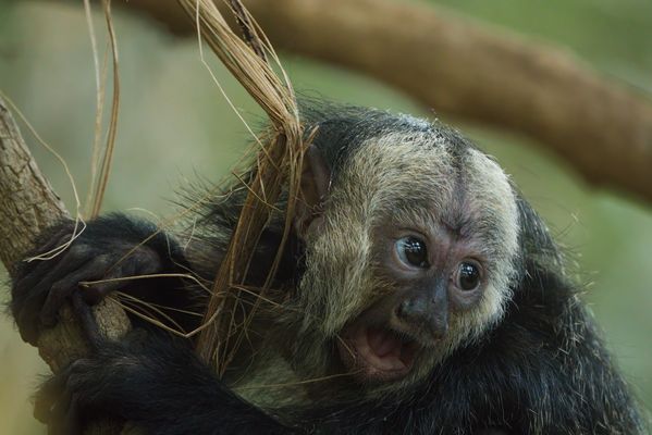 Baby Affe ohne Zähne