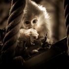 Baby Affen Portrait