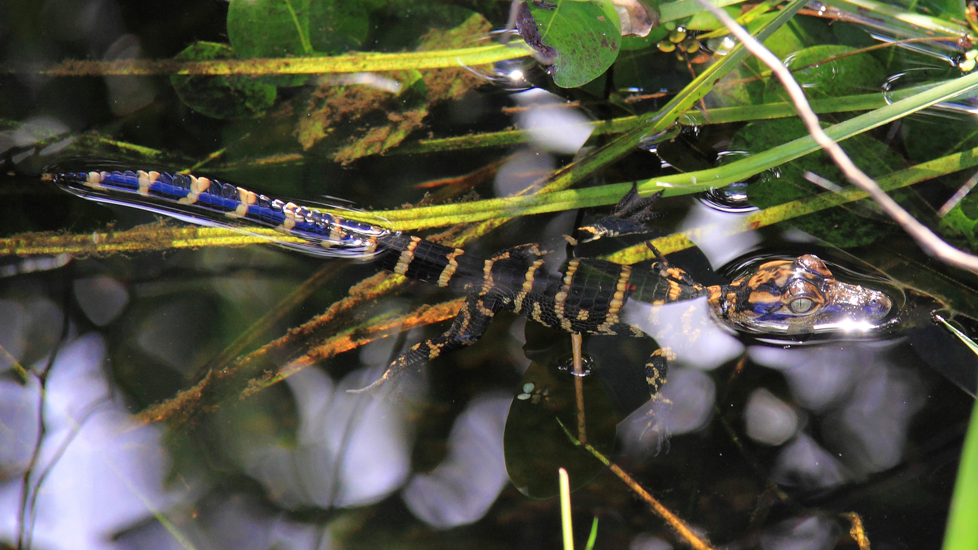 Baby Alligator in den Everglades