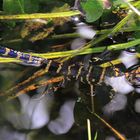 Baby Alligator in den Everglades