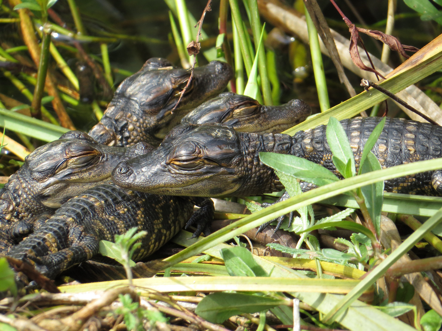 Baby Alligatoren