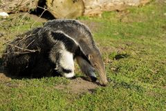 Baby-Ameisenbär