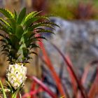 Baby-Ananas