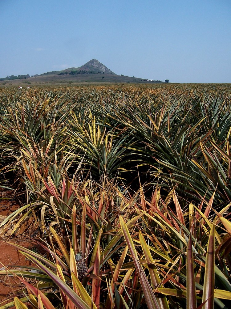 Baby - Ananas