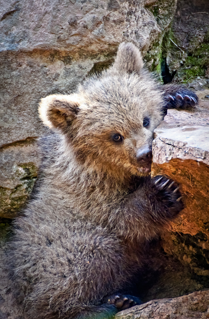 Baby Bar Foto Bild Tiere Zoo Wildpark Falknerei Saugetiere Bilder Auf Fotocommunity