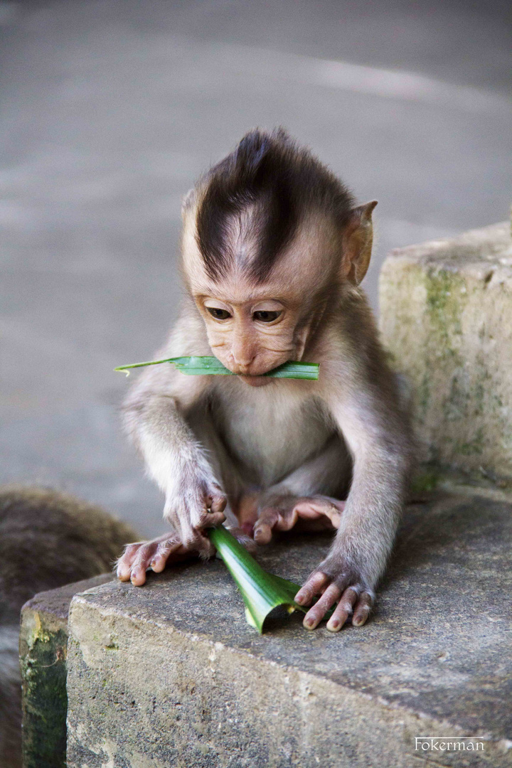 Baby Bali Monkey 2