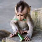 Baby Bali Monkey 2