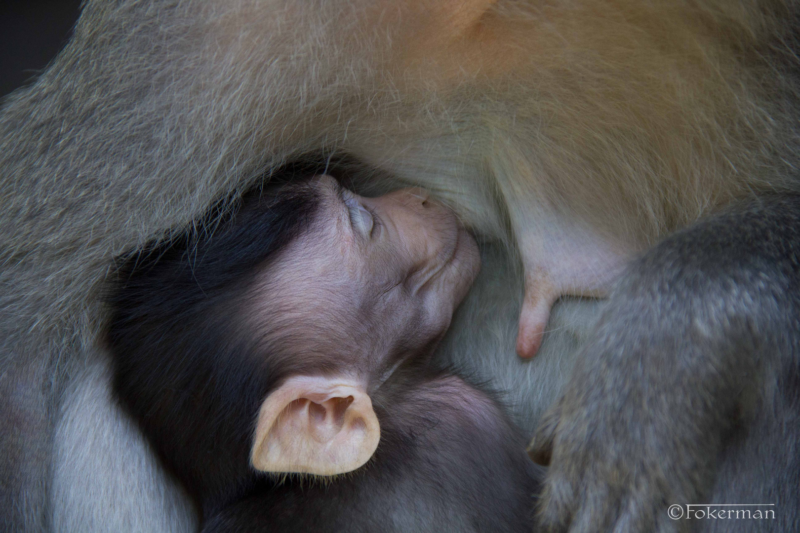 Baby Bali Monkey