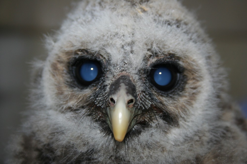 Baby Barred owl