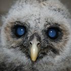 Baby Barred owl