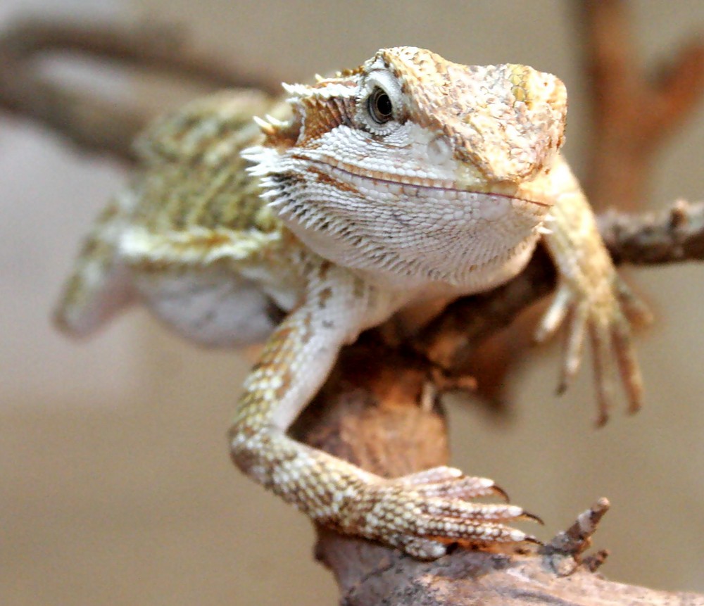 Baby-Bartagame Foto & Bild - Baby Bartagame E83Dfb63 6D41 423b AD6c 6757c7D6Dba3