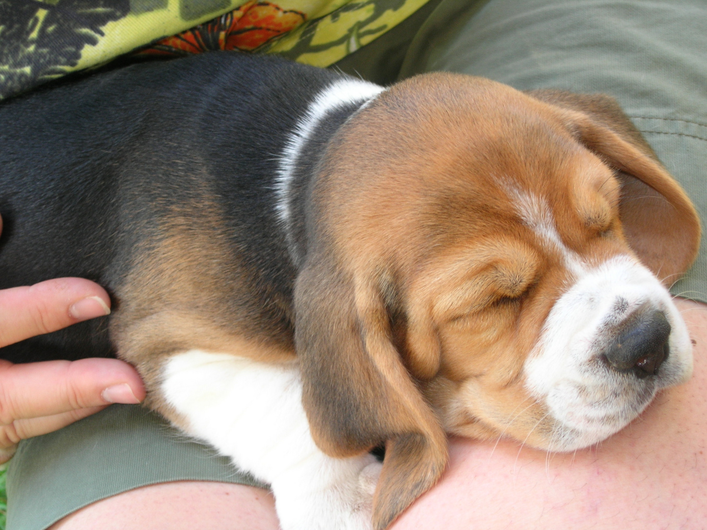 Baby-Beagle: Nanshe von den Ederauen