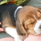 Baby-Beagle: Nanshe von den Ederauen