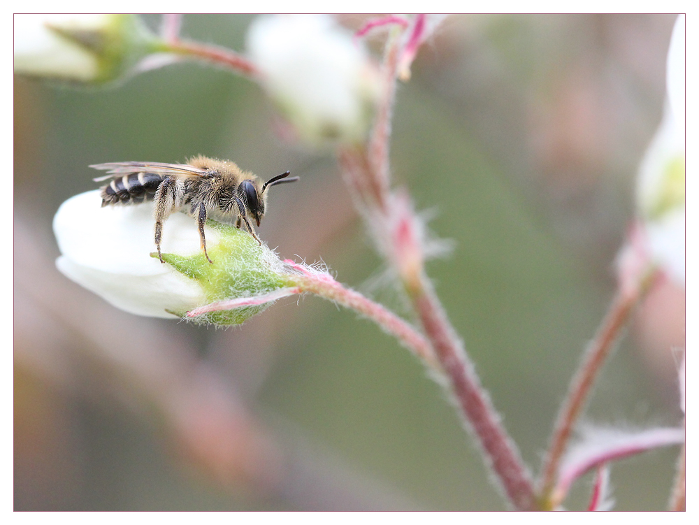 Baby Bee