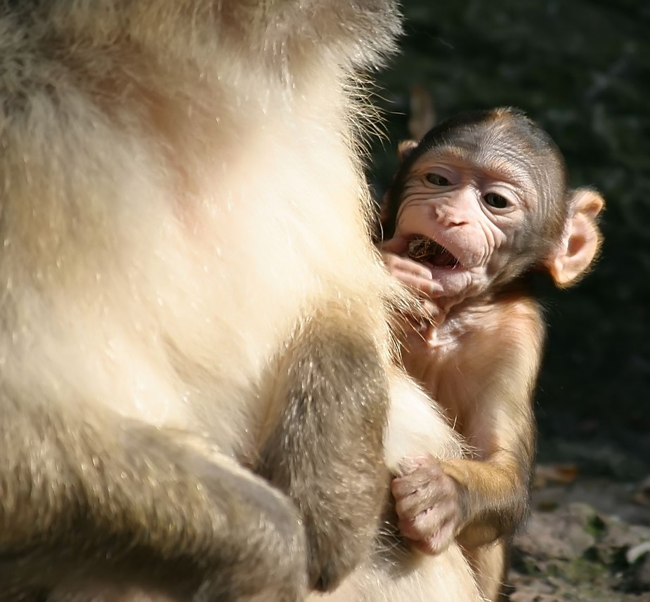 Baby - Berber- Äffle