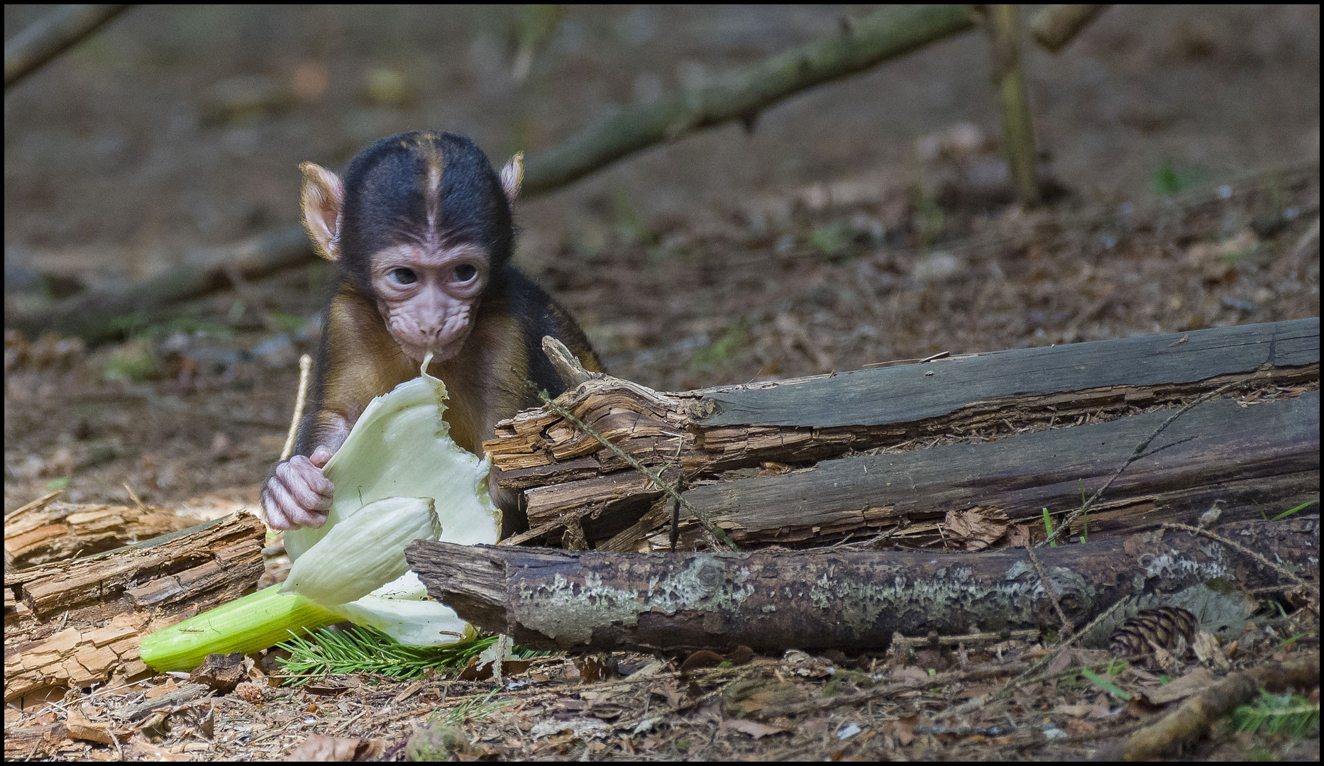 Baby Bergaffe ( Salem - Bodensee )